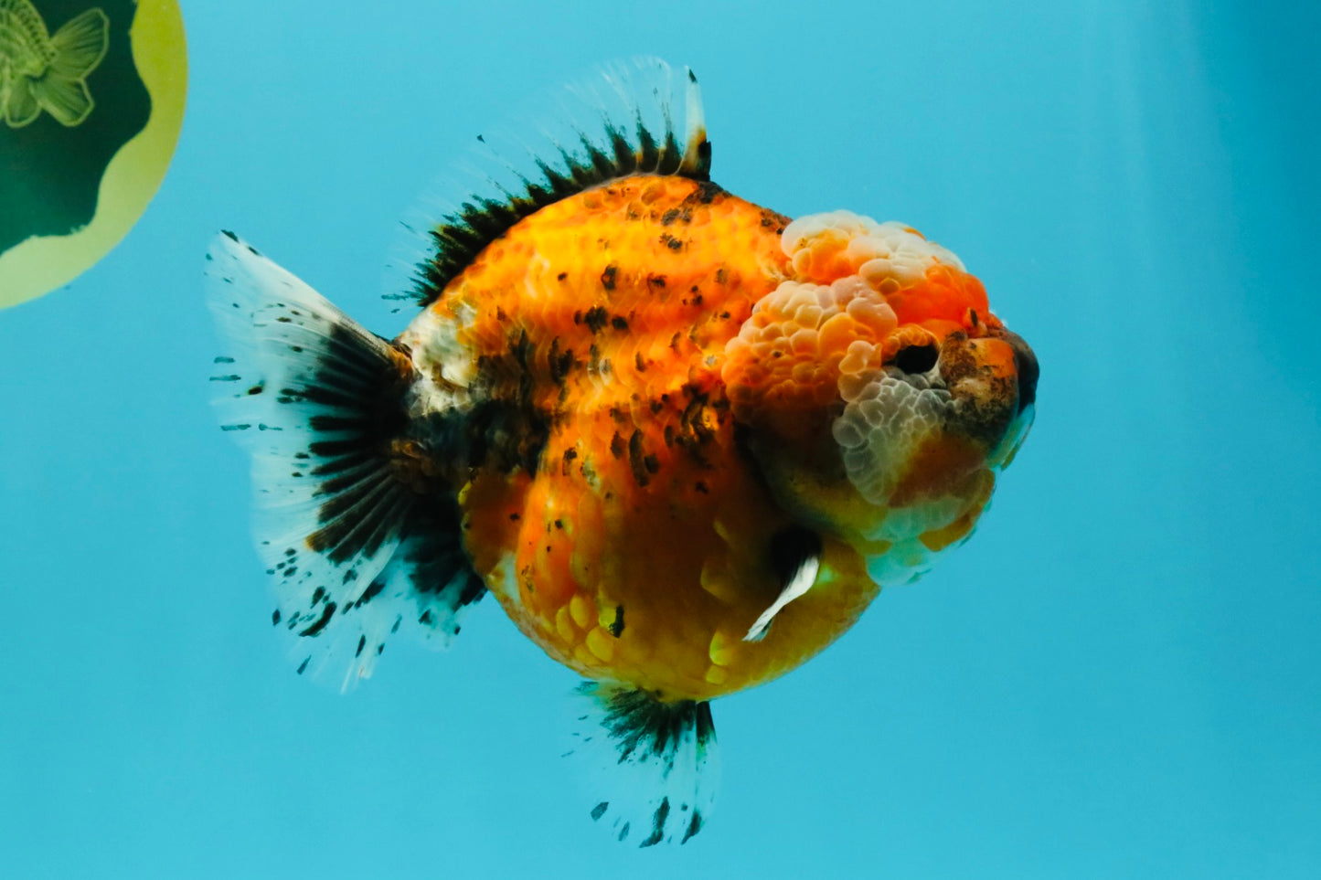 SPECIAL A Grade Sakura Yuanbao Female 5.5-6 inches #032026YB_27