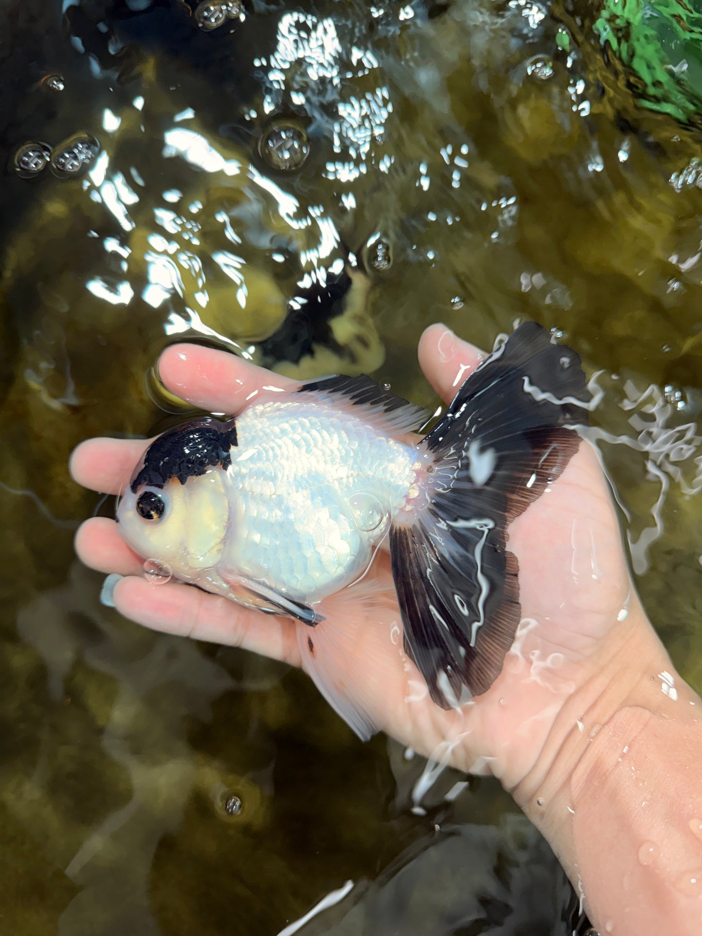 Panda Button Eyes Oranda Male 5-5.5 inches #112125OR_20