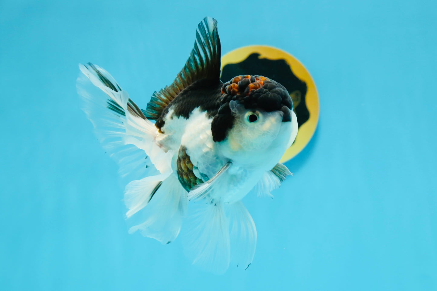 A Grade Tricolor Oranda Male 4.5-5 inches #112924OR_15