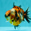AAA Grade Calico Tiger Yuanbao Male 4.5-5 inches #062626YB_17