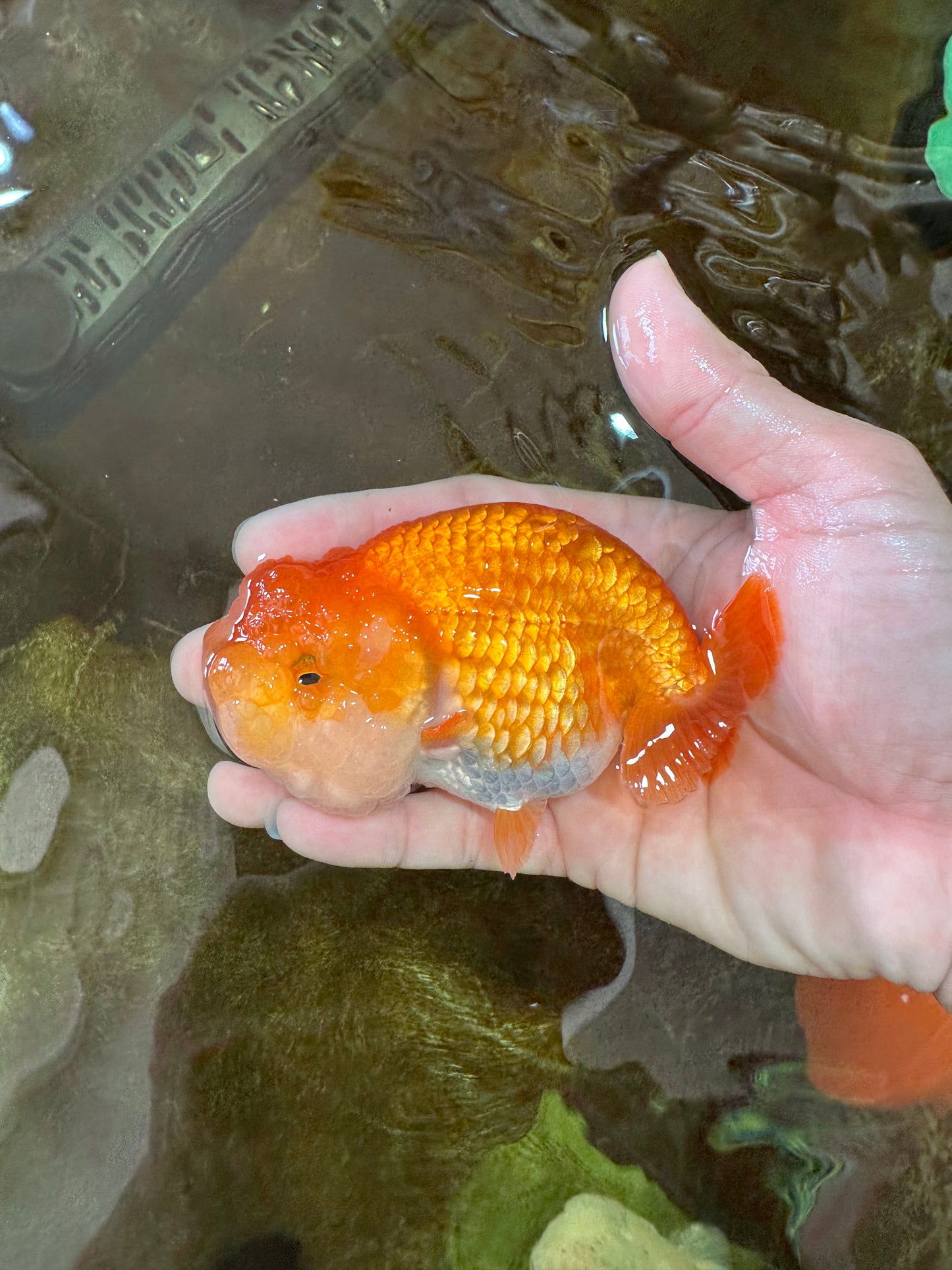 A Grade BIG WEN Red White LionQueen 4-4.5 inches #071125LC_02