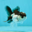 Panda Oranda Male 3.5 inches #1004OR_31