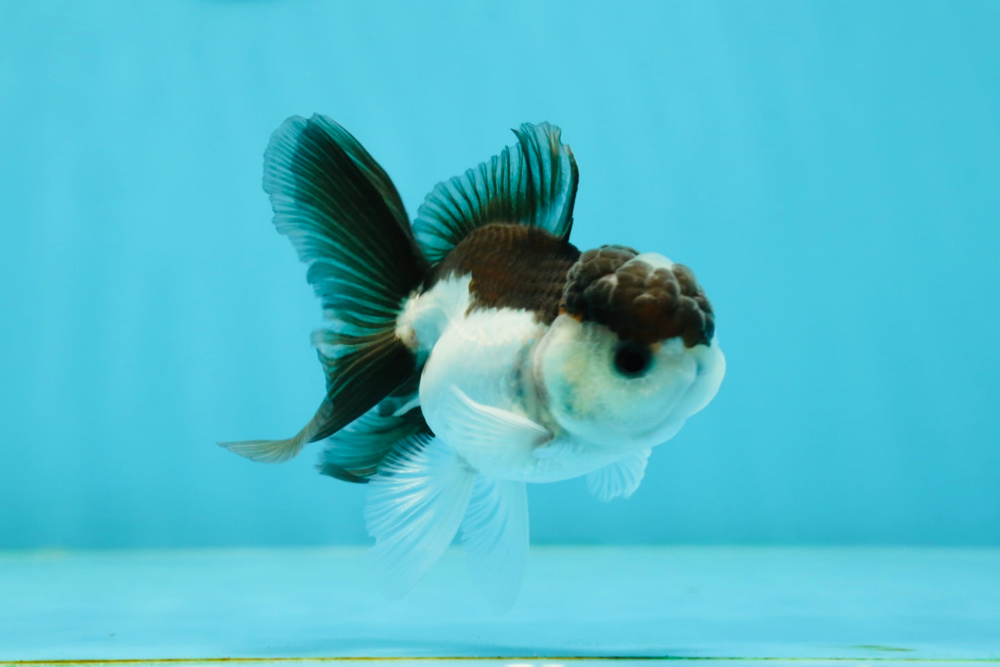 Panda Oranda Male 3.5 inches #1004OR_31