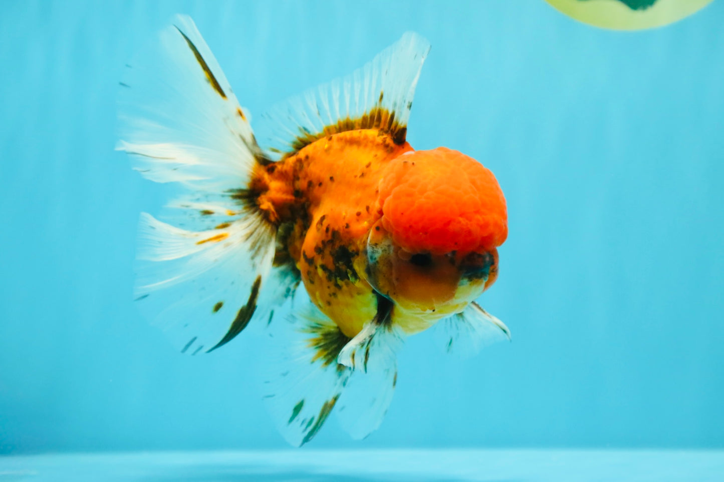 AAA Grade Sakura Long Tail Oranda Male 6.5 inches #030626OR_07