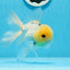 AAA Grade Lemonhead Panda Button Eyes Oranda Male 5-5.5 inches #0913OR_13