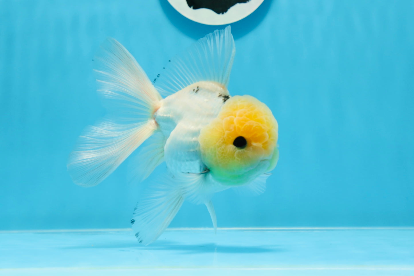 AAA Grade Lemonhead Panda Button Eyes Oranda Male 5-5.5 inches #0913OR_13