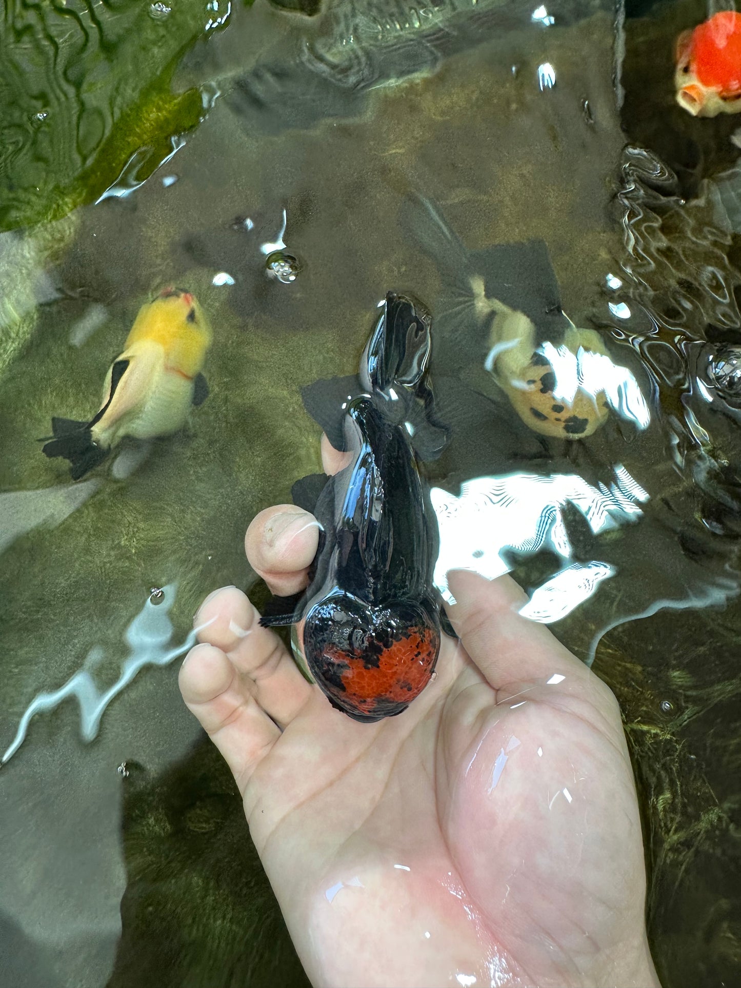 A Grade Lava Tricolor Yuanbao Male 4  inches #062725YB_09