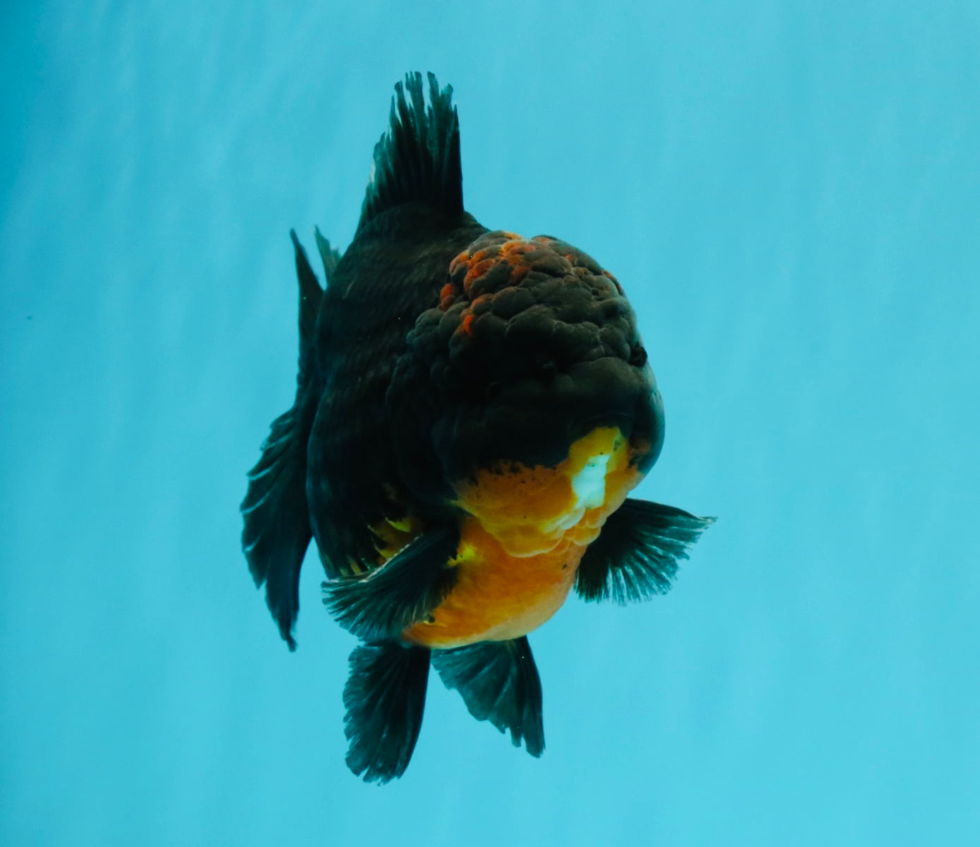 A Grade Dark Kirin Yuanbao Male 5 inches #032026YB_18