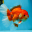 AAA Grade Young Godzilla Red White Oranda Male 6 inches #081525OR_07