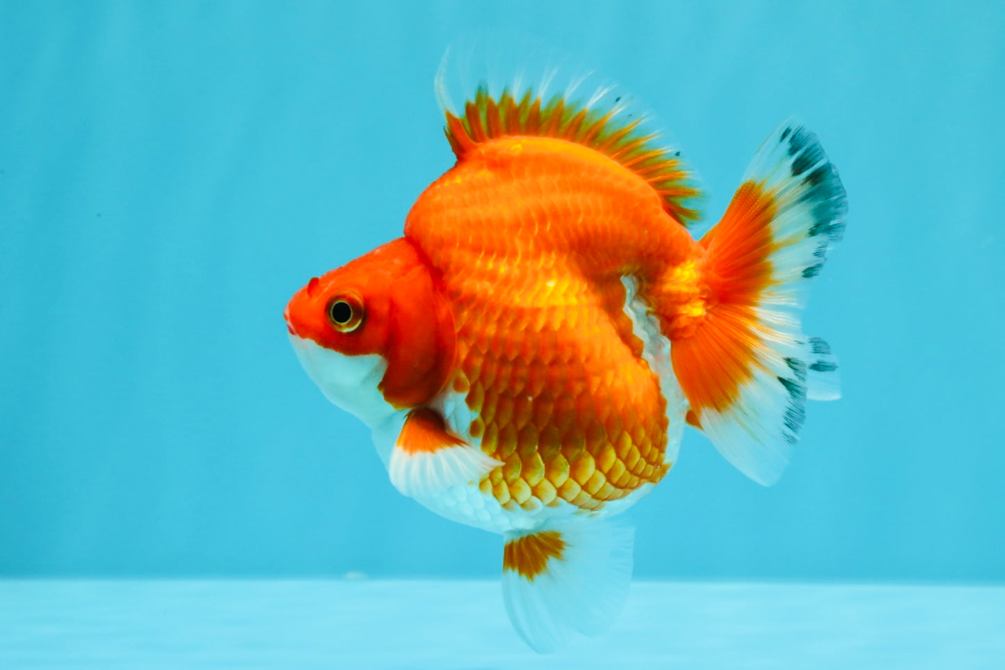 AAA Grade Red White Ryukin Female 4 inches #022726RK_18