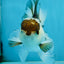 Panda Oranda Male 5-5.5 inches #112125OR_21