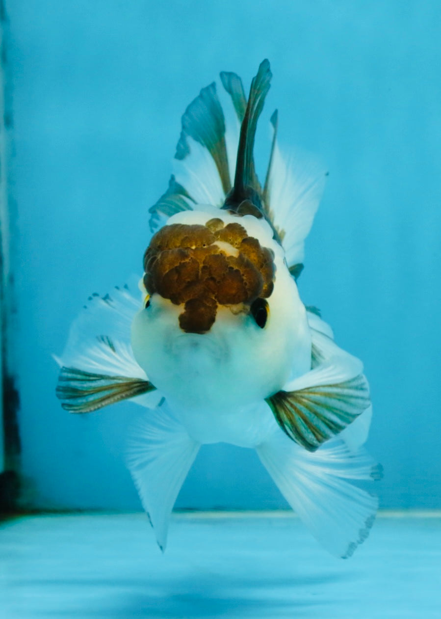 Panda Oranda Male 5-5.5 inches #112125OR_21