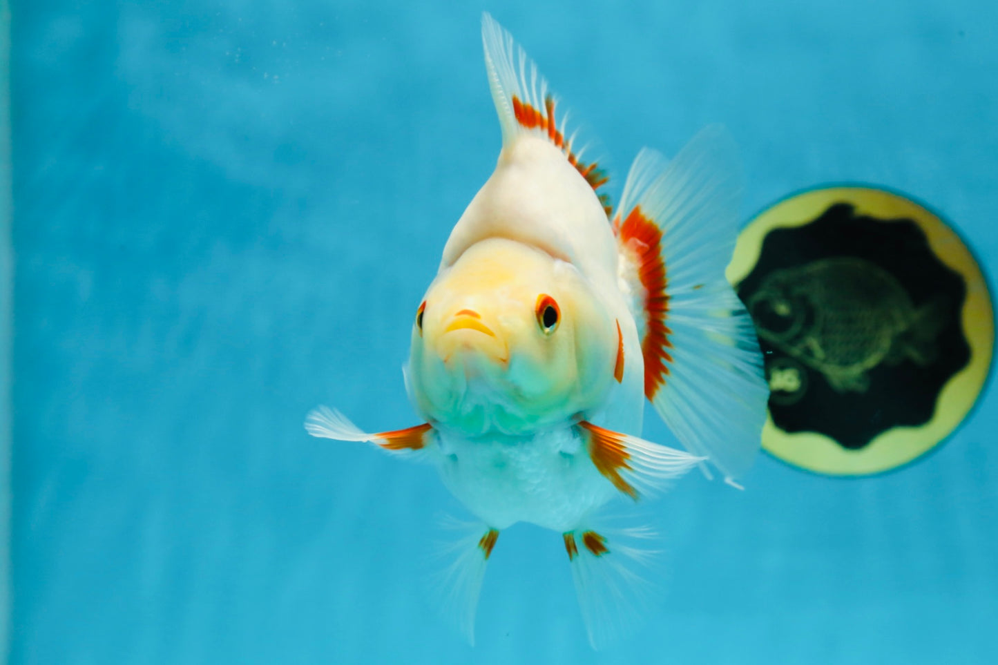 AAA Grade Red White Ryukin Female 5-5.5 inches #060625RK_33