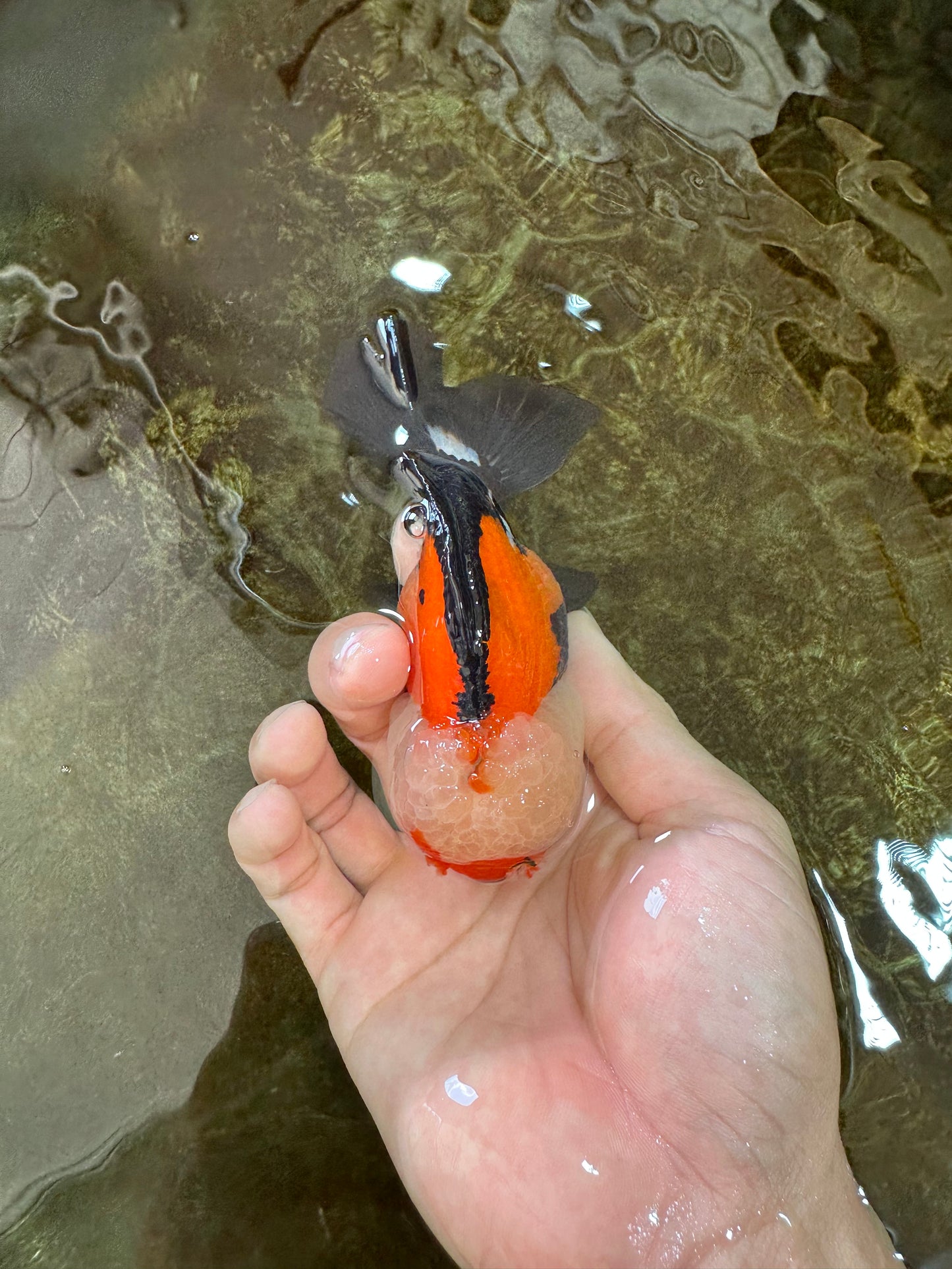 A Grade Adorable Pompom Tricolor Yuanbao Male 4-4.5 inches #071125YB_19