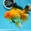 Oro negro grado AAA (Apache) Oranda macho de 7 pulgadas n.° 0712OR_16