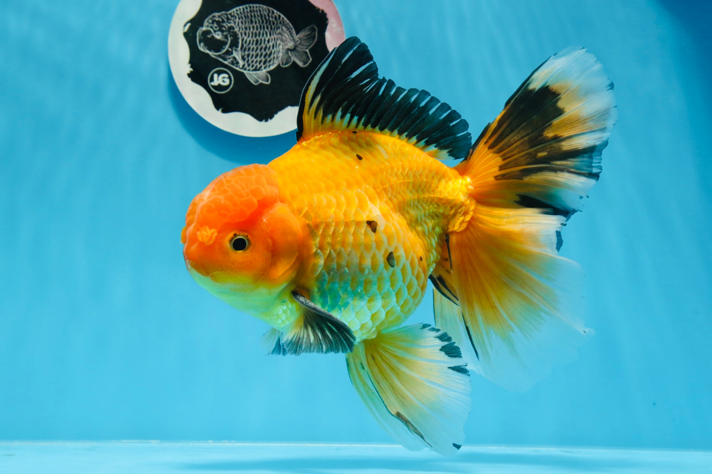 Oro negro grado AAA (Apache) Oranda macho de 7 pulgadas n.° 0712OR_16