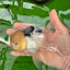 Panda cabeza de limón, oranda, macho, ojos de botón, 4,5-5 pulgadas, n.º 0830OR_27