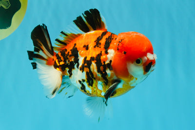 Pompom Tiger Yuanbao Male 5.5 inches #022726YB_07