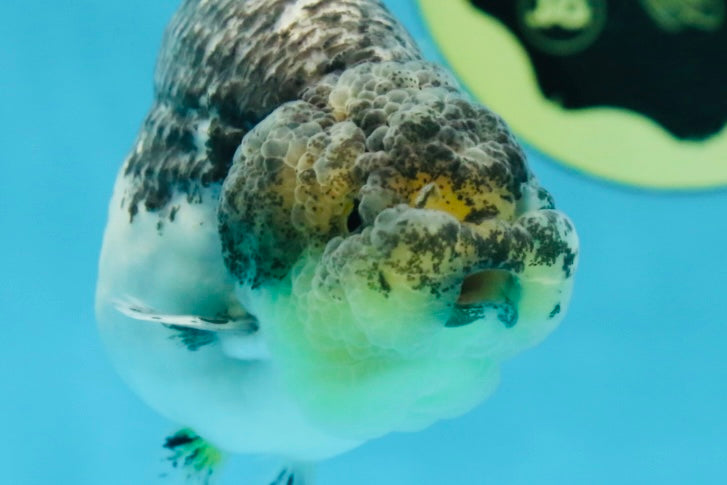 A Grade Beautiful Kirin Female LionQueen 4 inches #060625LC_03