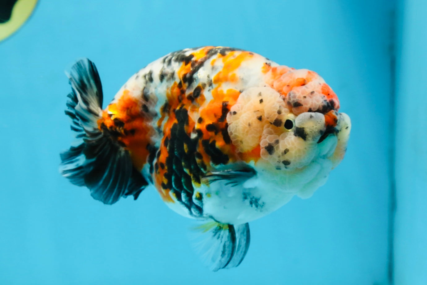 AAA Grade Special Calico LionKing 4.5-5 inches #101025RC_21