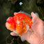 CHONKY AAA Grade Sakura Yuanbao Male 5-5.5 inches #100926YB_04