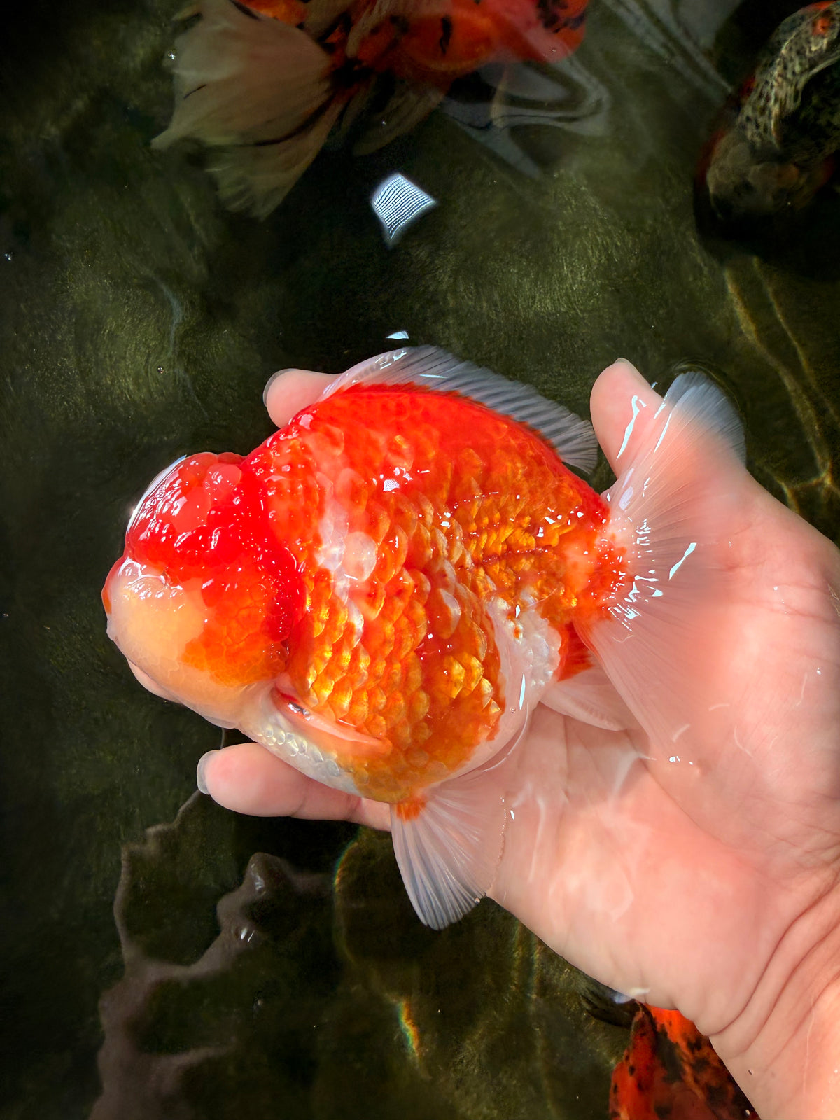 CHONKY AAA Grade Sakura Yuanbao Male 5-5.5 inches #100926YB_04