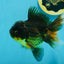 A Grade Tricolor Oranda Male 5.5 inches #112924OR_16