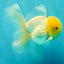 A Grade White Oranda Male 5.5 inches #101626OR_09