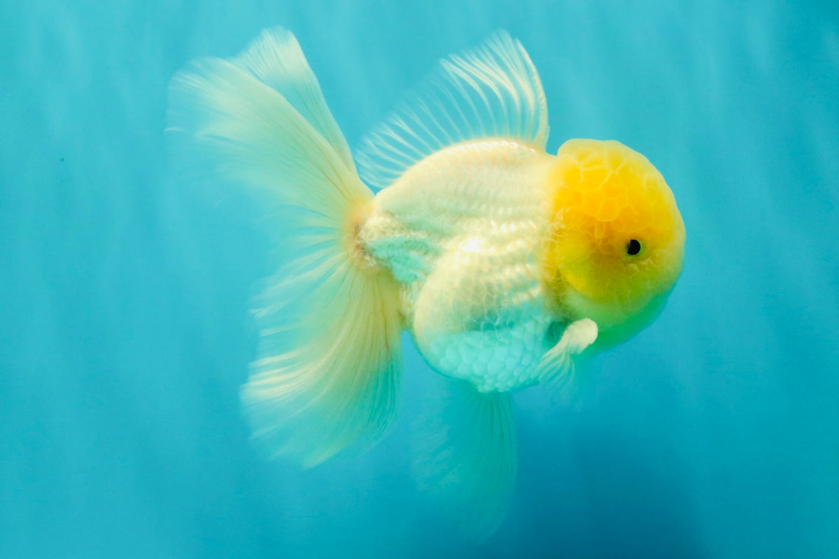 A Grade White Oranda Male 5.5 inches #101626OR_09