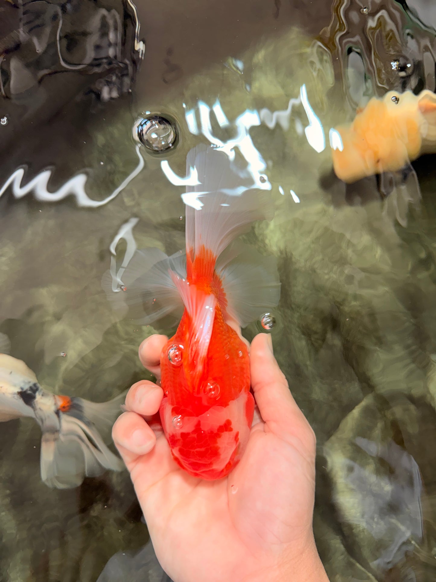 A Grade Red White Oranda Male 6 inches #071726OR_25
