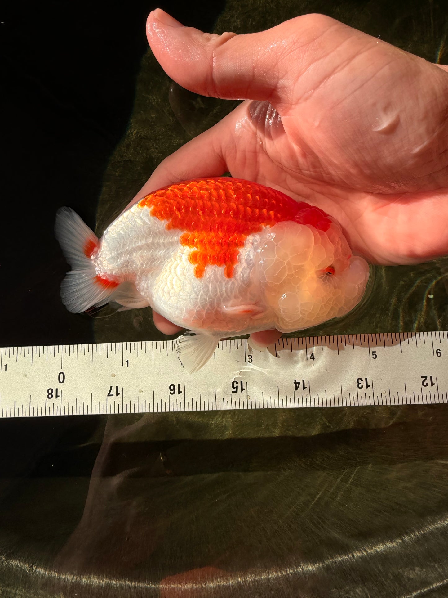 ADORABLE A Grade Red White LionKing 5 inches #032726LC_23