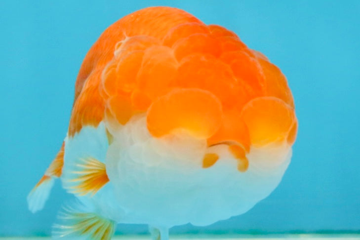 Red White Lionchu Female 4 inches #121225LC_11