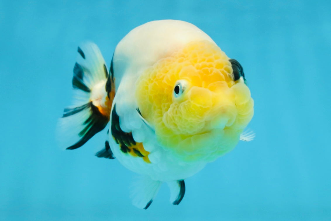 SPECIAL AAA Grade Chinese Cow Ranchu Female 5 inches #102425RC_06