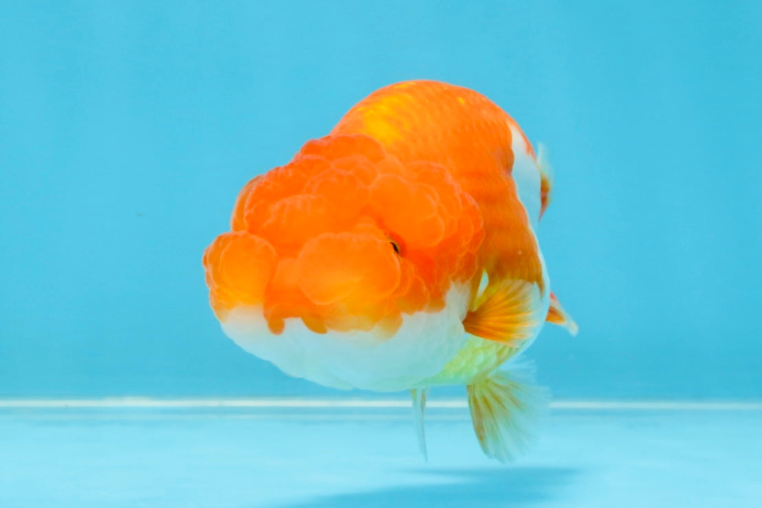 Red White Lionchu Female 4 inches #121925LC_02