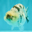 AAA Grade White Tiger Blue Base Ranchu Female 4.5 inches #062626RC_10