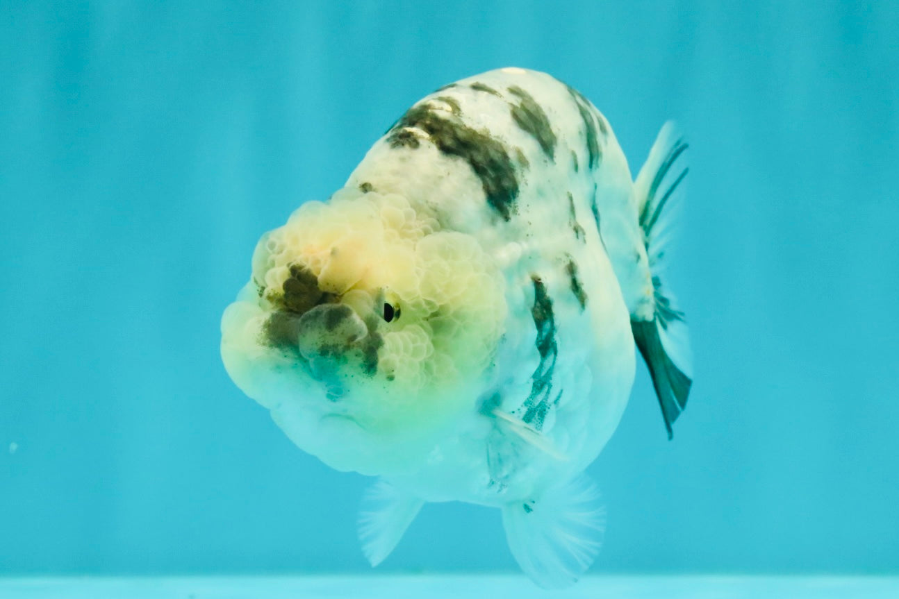 AAA Grade White Tiger Blue Base Ranchu Female 4.5 inches #062626RC_10