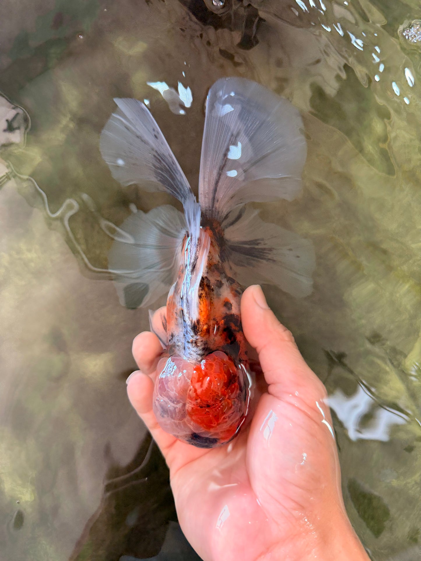 A Grade Calico Oranda Male 6.5-7 inches #082126OR_14