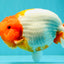 BIG WEN A Grade Red Head Red White Buffalo Ranchu Female 6 inches #101626RC_23