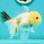 A Grade BULLDOG Lemonhead Oranda Male 4.5-5 inches #1018OR_22