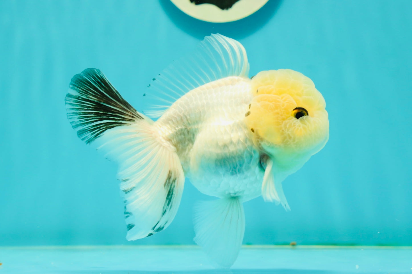 A Grade BULLDOG Lemonhead Oranda Male 4.5-5 inches #1018OR_22