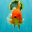 TOMATO AAA Grade Broadtail Red White Oranda Male 7.5-8 inches #071026OR_03