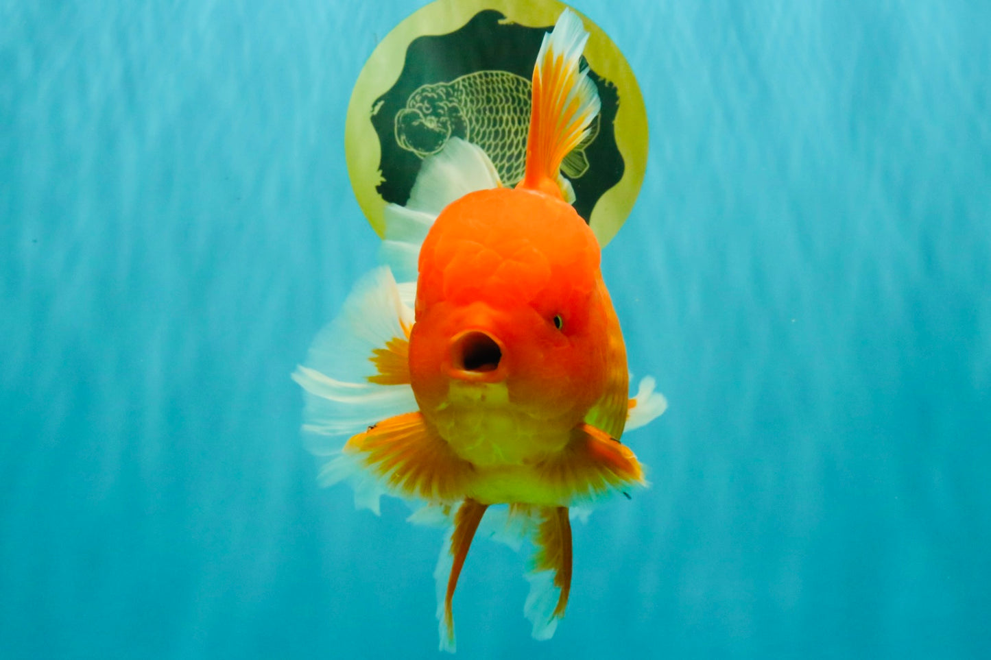 TOMATO AAA Grade Broadtail Red White Oranda Male 7.5-8 inches #071026OR_03