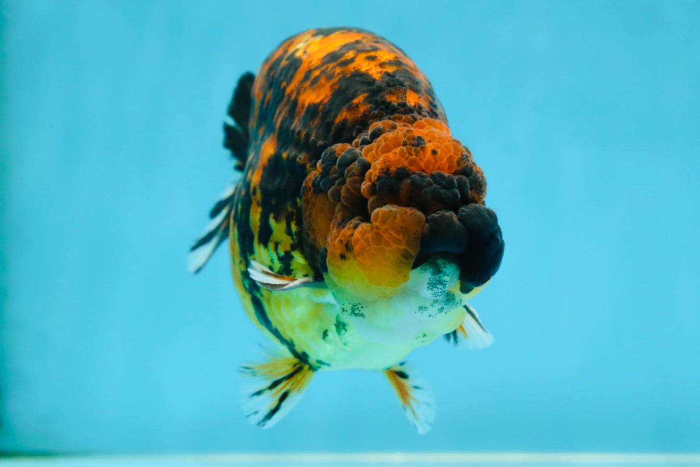 AAA Grade Tiger LionKing 5 inches #052325LC_18