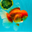AAA Grade Super Red White Oranda Male 7.5-8 inches #061926OR_03