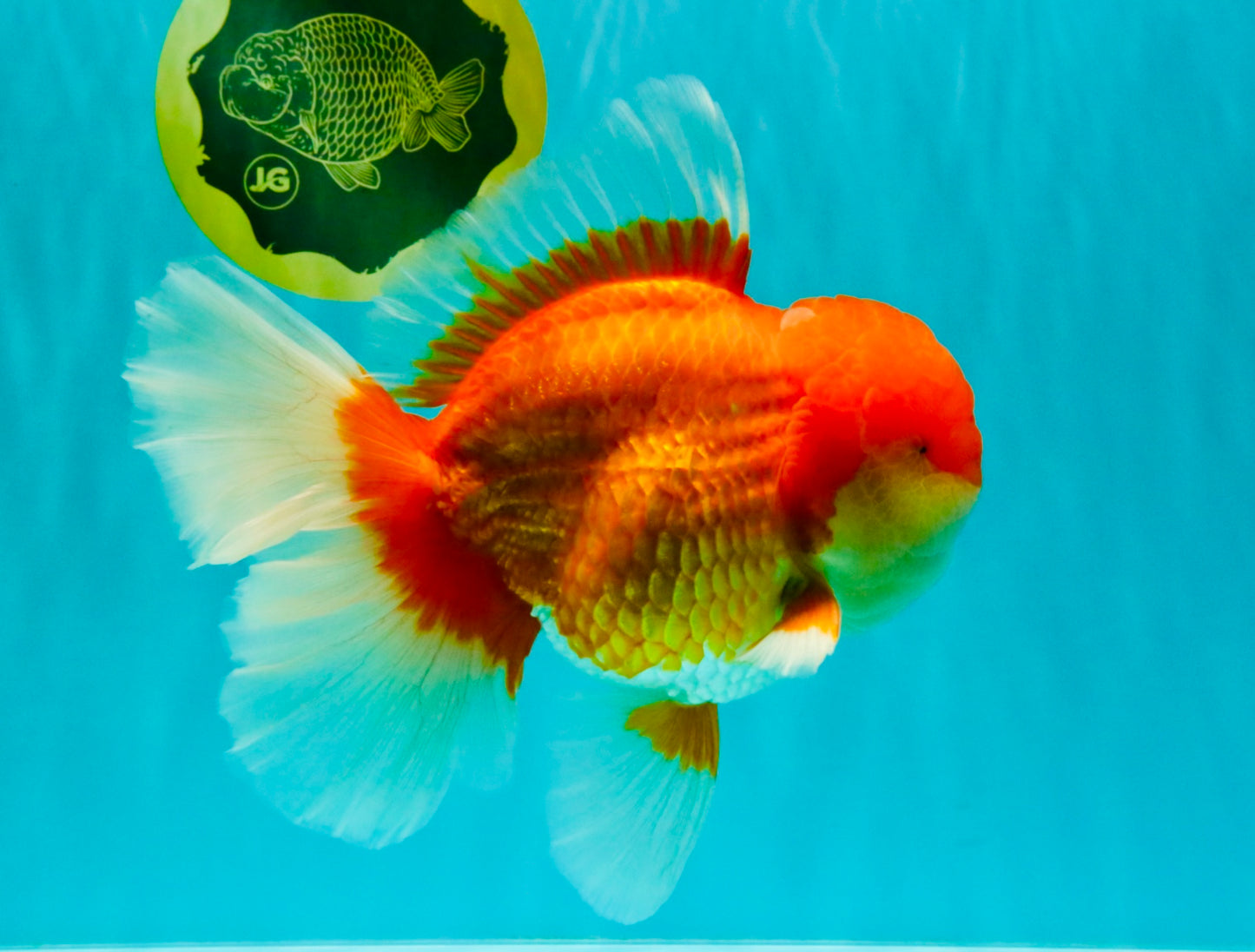 AAA Grade Super Red White Oranda Male 7.5-8 inches #061926OR_03