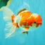 A Grade  Red White Oranda Male 5.5 inches #100926OR_15
