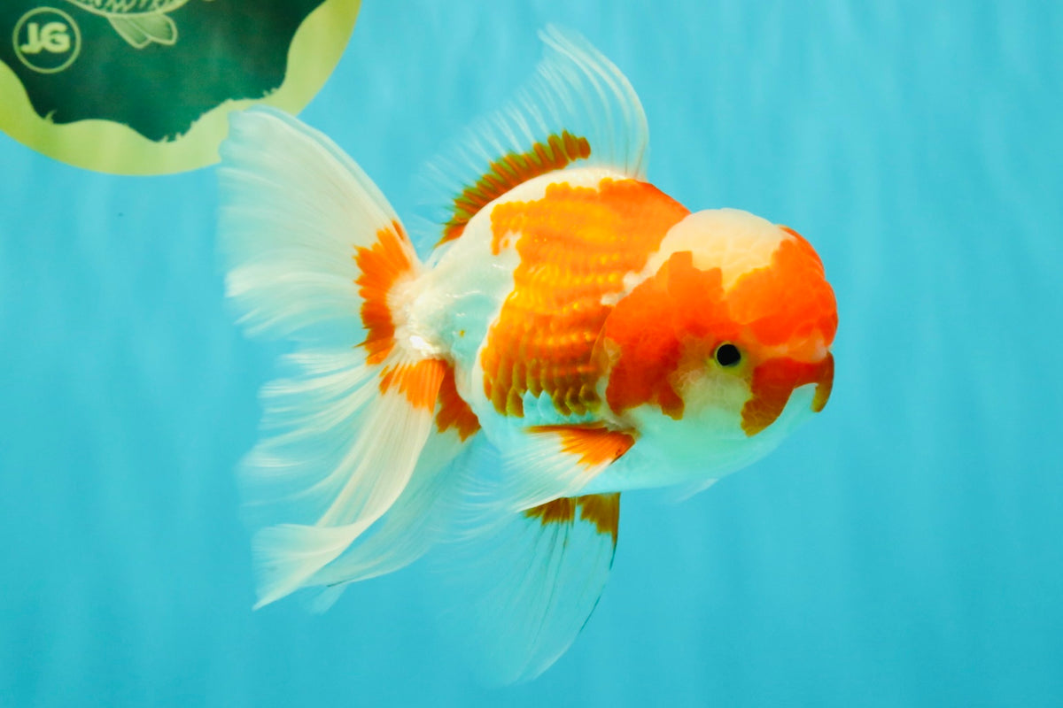A Grade  Red White Oranda Male 5.5 inches #100926OR_15