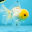 A Grade Lemonhead Button Eyes Oranda Male 5-5.5 inches #082225OR_21