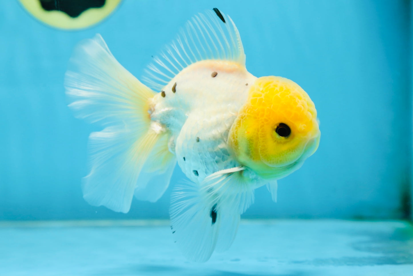 A Grade Lemonhead Button Eyes Oranda Male 5-5.5 inches #082225OR_21