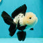 A Grade Cheeky Panda Button Eyes  Oranda Male 4.5 inches #111524OR_24